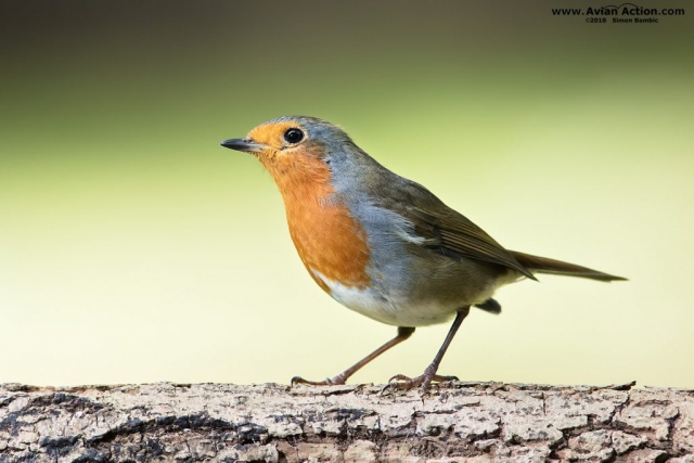 Birds Of The United Kingdom – Avian Action