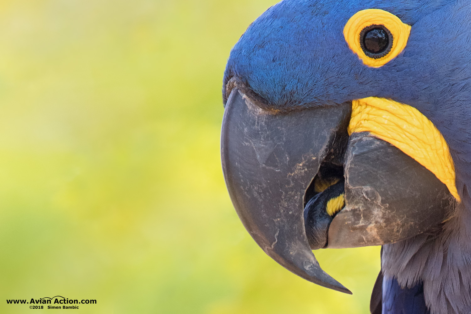 Hyacinth Macaw