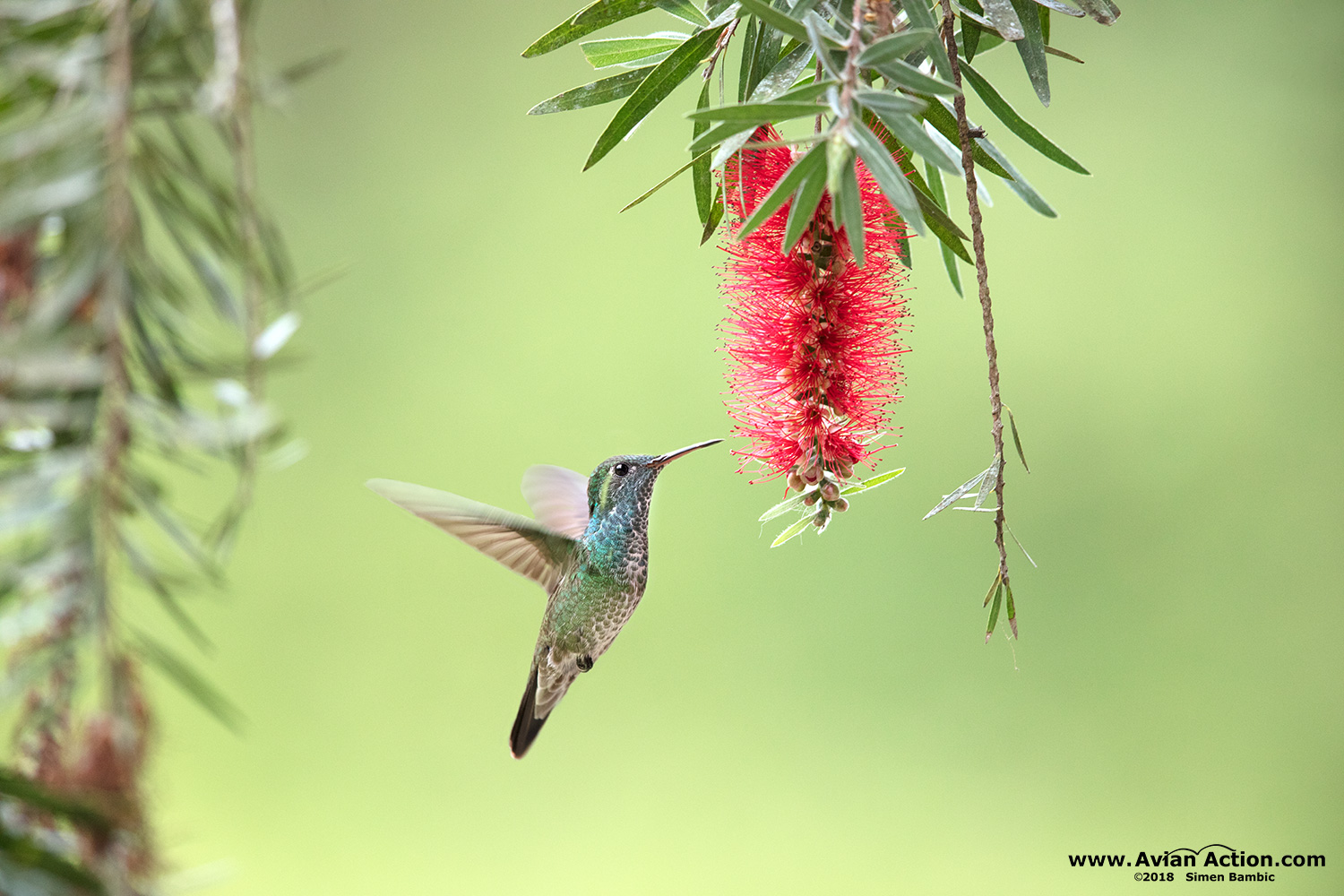 Versicolored-Emerald