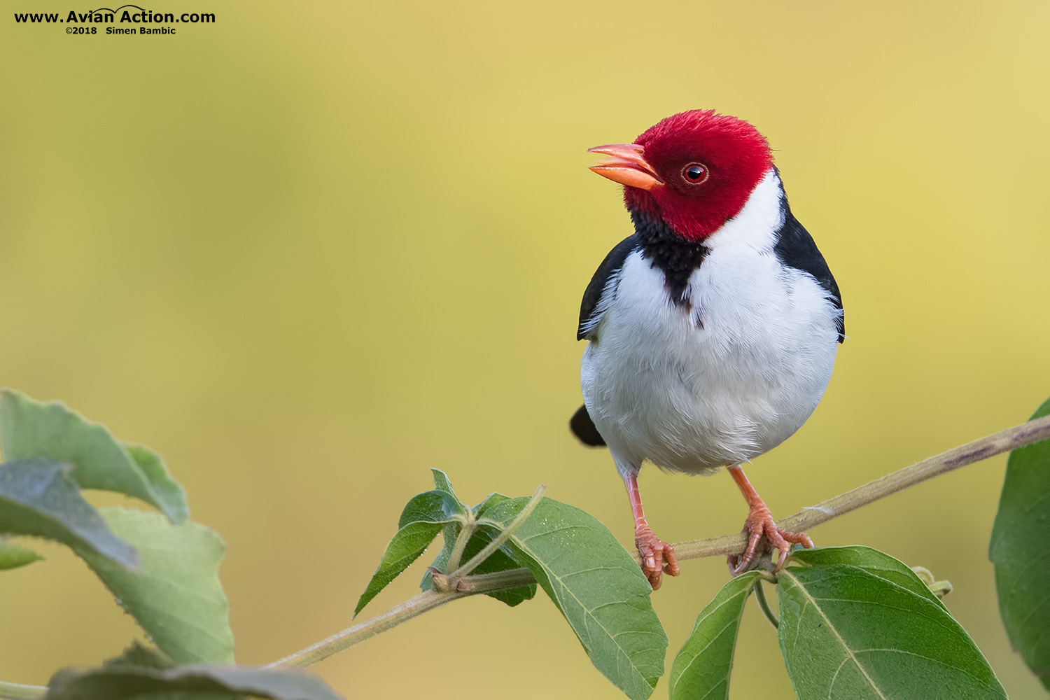 Yellow-billed-Cardinal