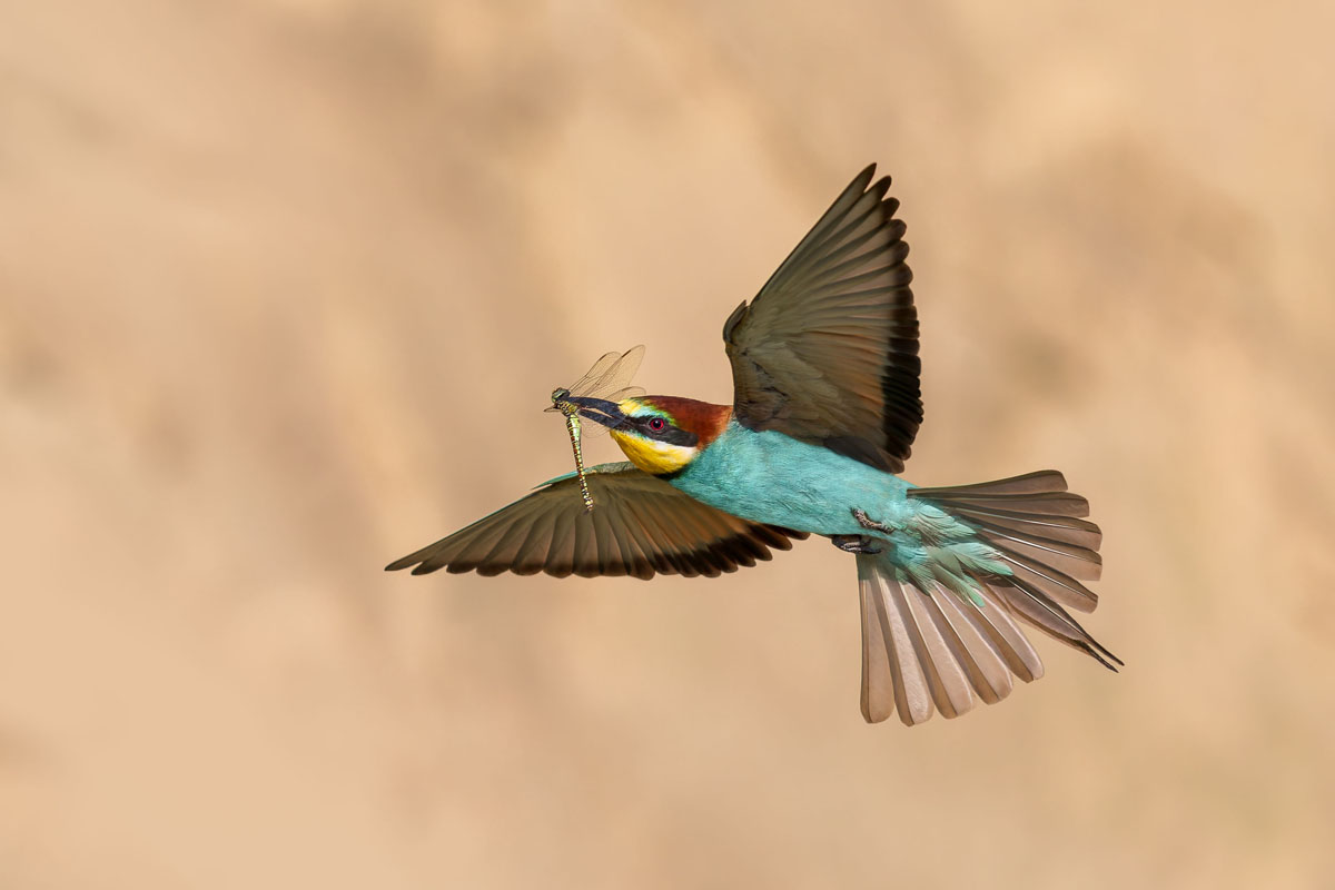 Bee-eater in flight with prey, wings spread, against a clean background