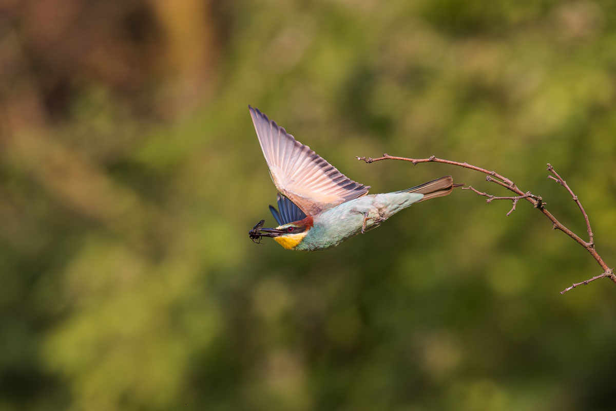 Bee-eater leaving a bare branch in an awkward pose