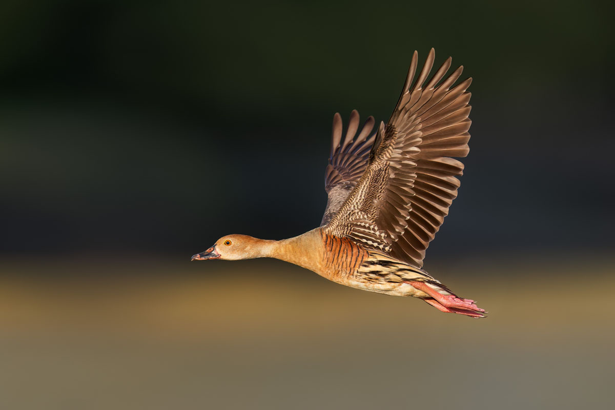 Whistling duck in flight in soft, even light