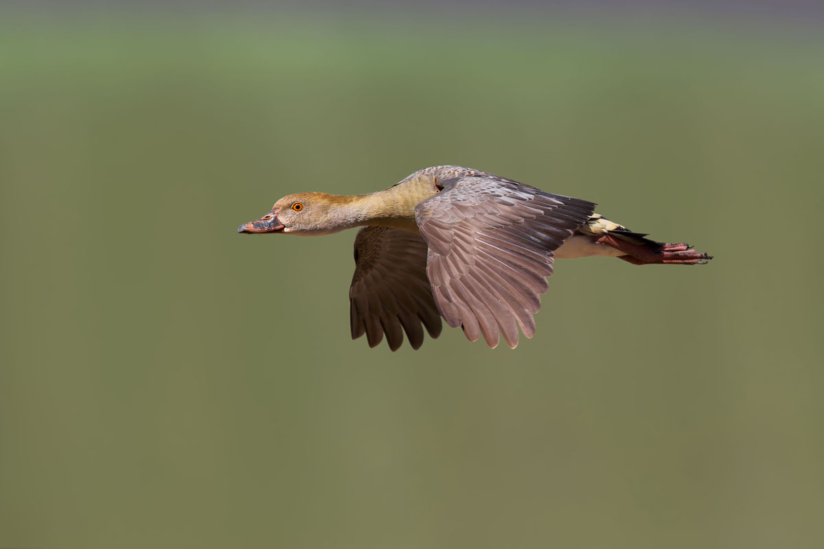Whistling duck in flight in harsh late light with dark shadows