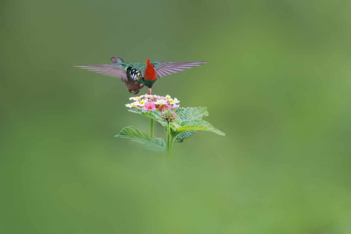 Hummingbird at a flower with a soft, clean background