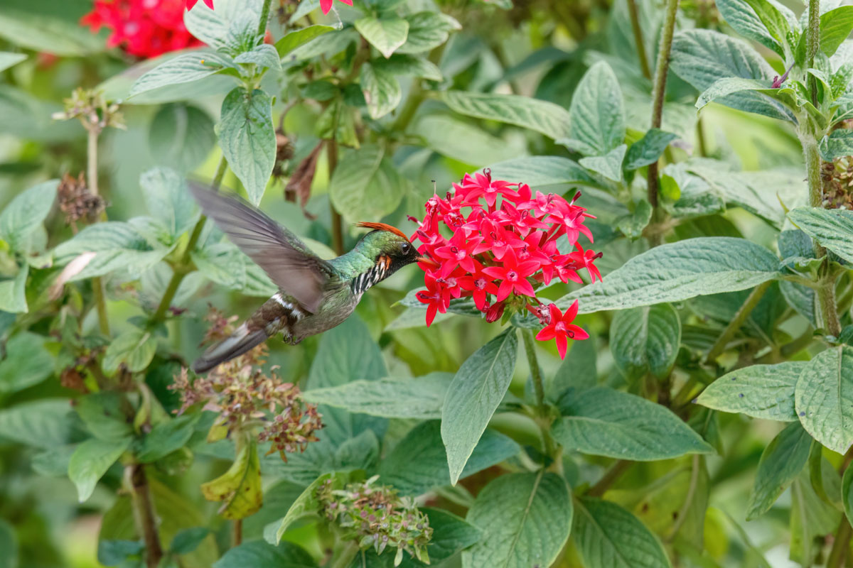 Hummingbird at a flower with a cluttered background of leaves