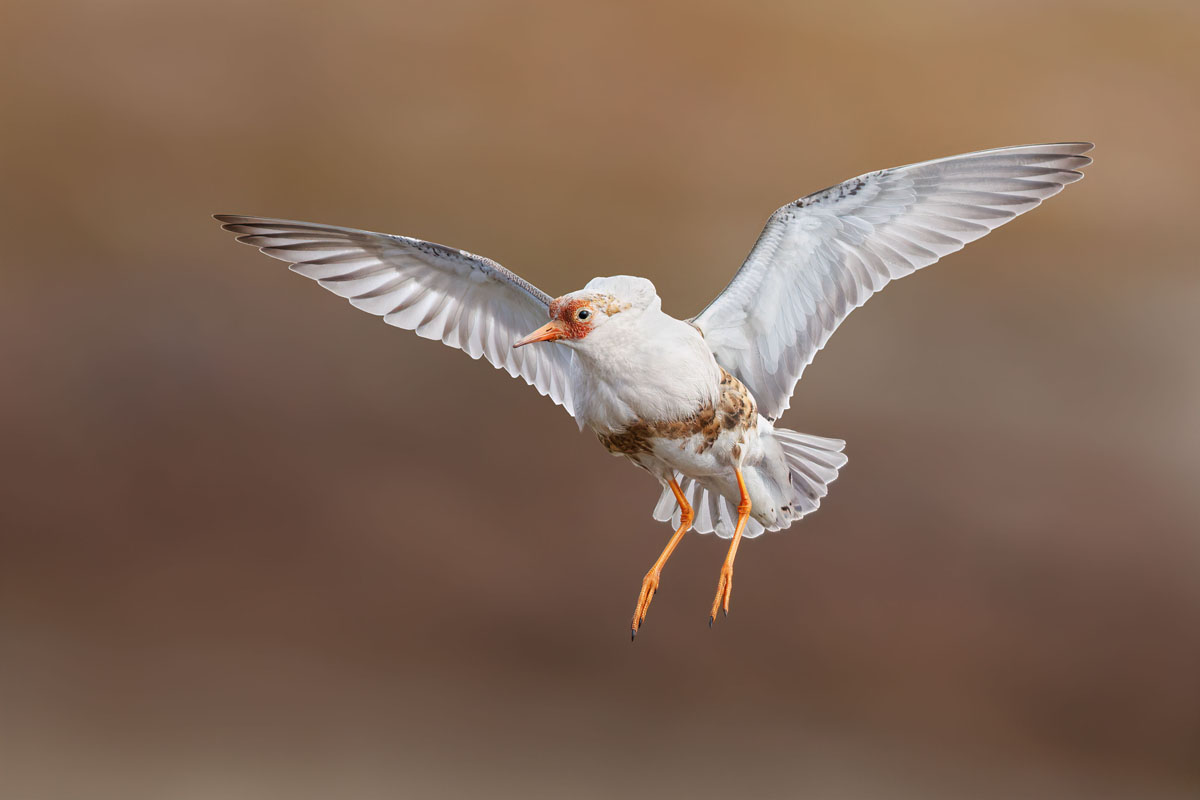 Ruff landing towards the camera with wings spread