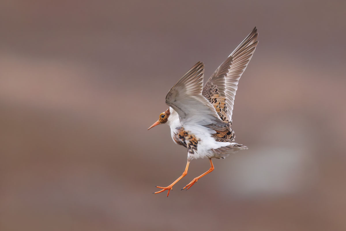 Ruff landing while facing away from the camera