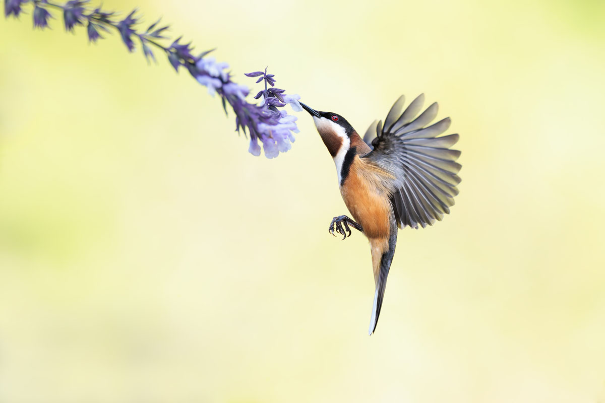 The same kind of honeyeater, sharp while it feeds mid-air