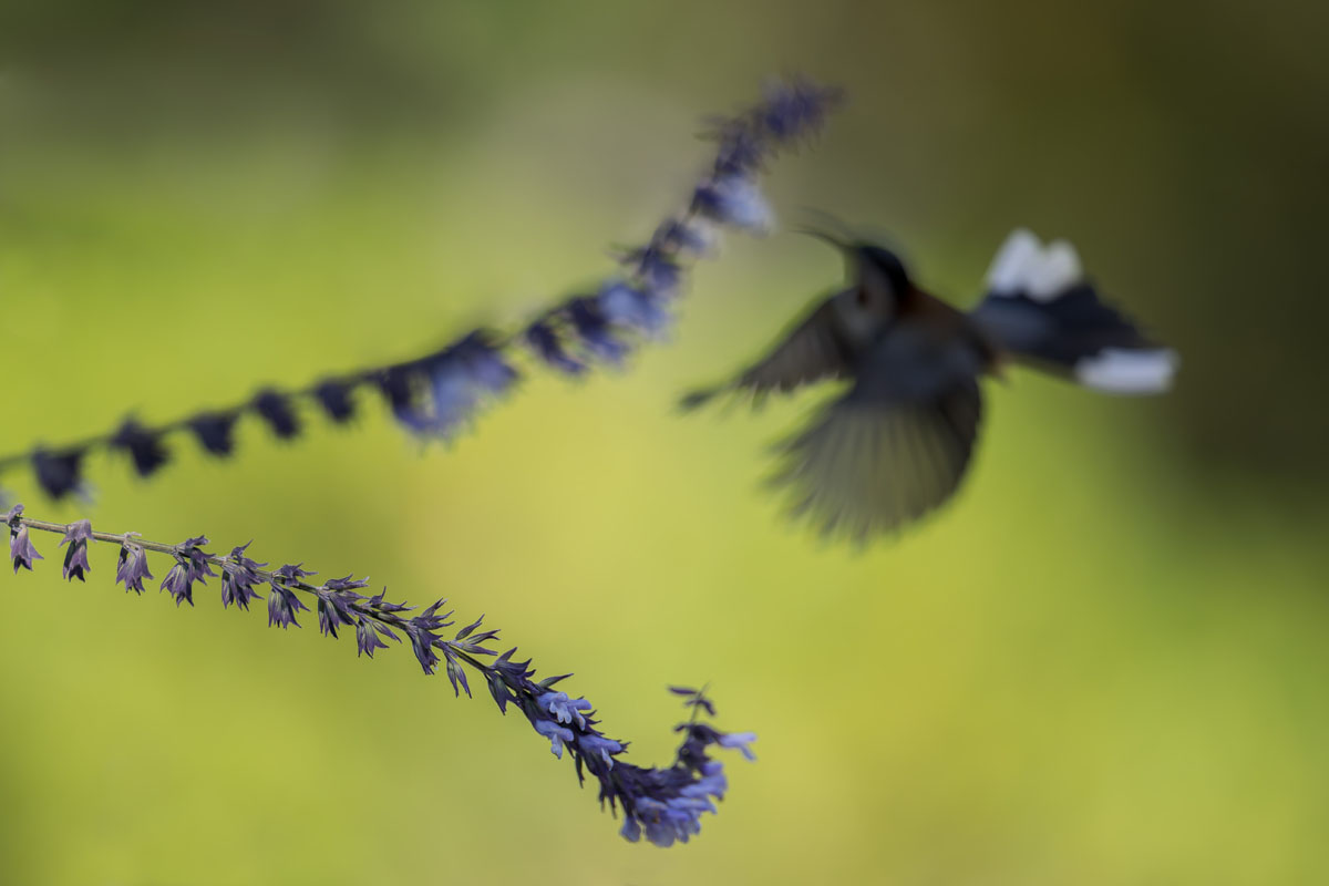 Honeyeater hovering at a flower, blurred because the camera focused on the flower