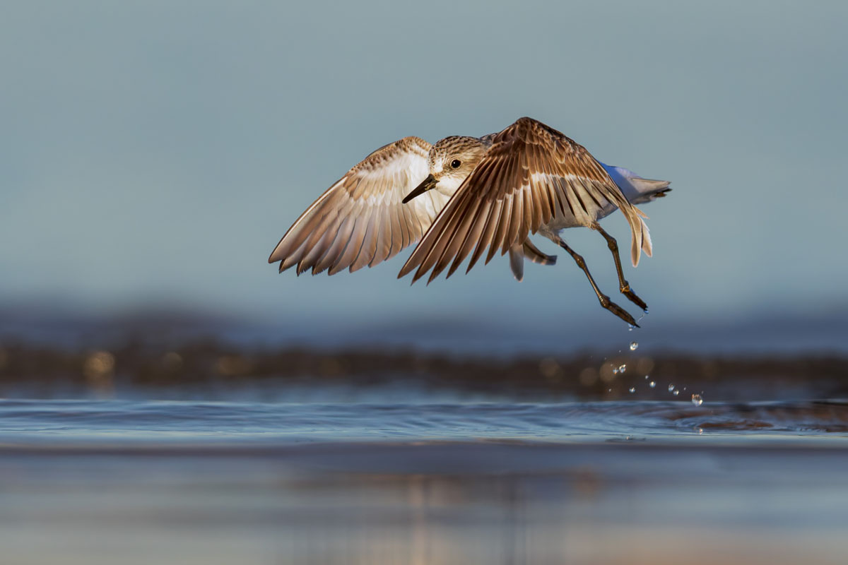 Small sandpiper taking off from water with drops falling in golden light