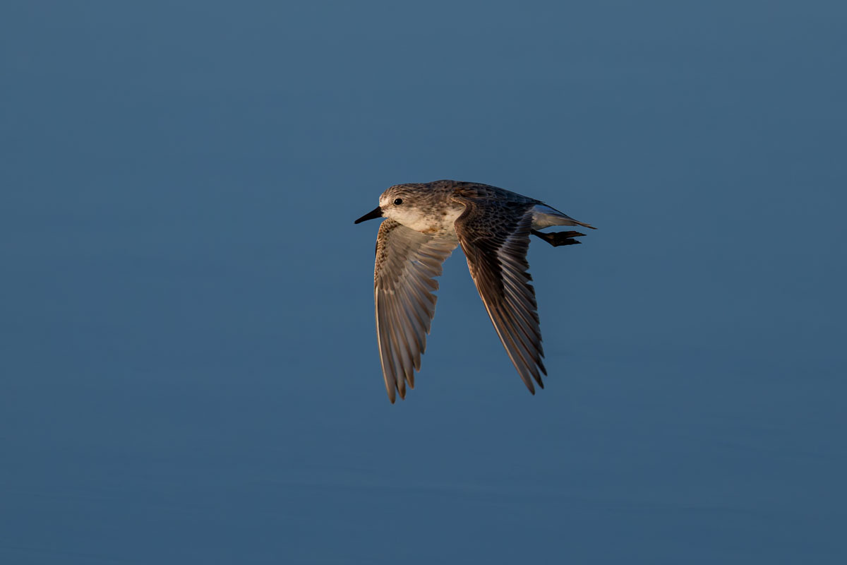 Small sandpiper in flight against a plain blue sky