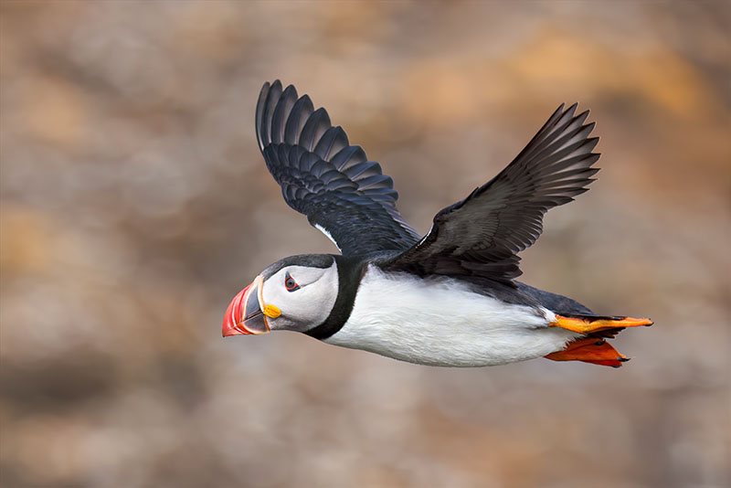 Atlantic Puffin in flight against soft, out-of-focus cliffs