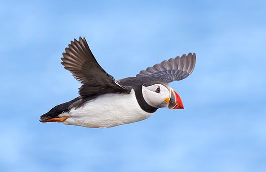 Atlantic Puffin in flight against open sea