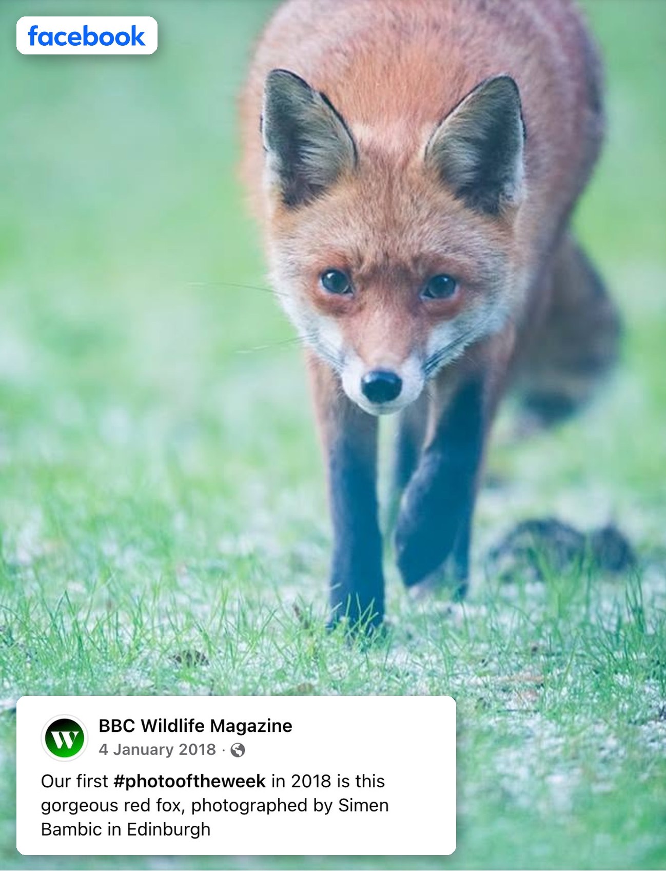 Red fox walking towards the camera, chosen as BBC Wildlife Magazine's Photo of the Week