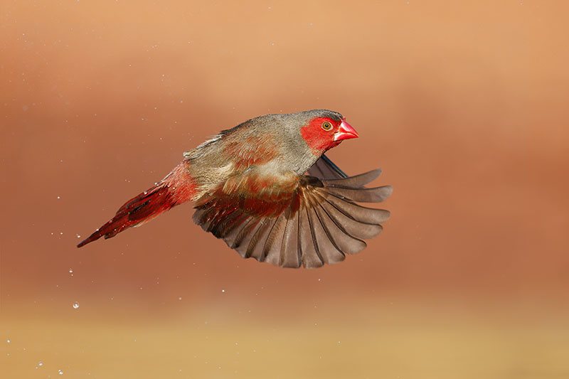 Crimson Finch in flight, a field photograph from the book