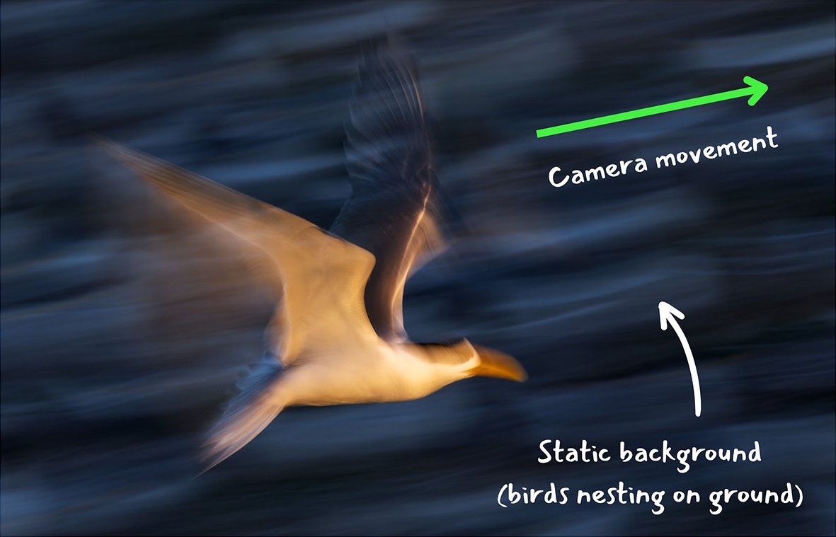Great Crested Tern panning blur over a nesting colony, with the book's annotations: static background, camera movement