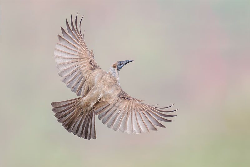 Little Friarbird in a classic C-shape pose