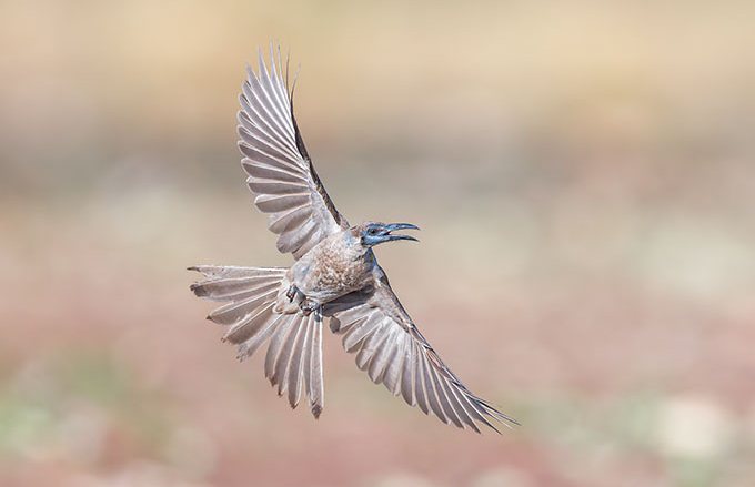 Little Friarbird in a weak banking pose