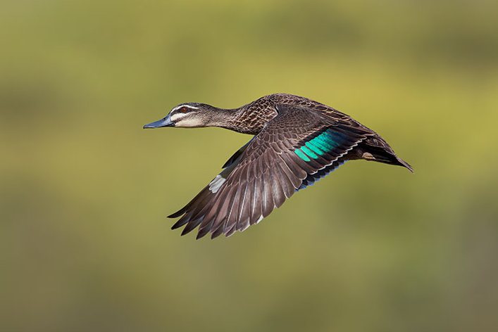 Pacific Black Duck in flight, a field photograph from the book
