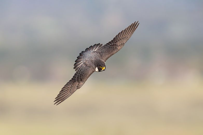 Peregrine Falcon in flight, a field photograph from the book