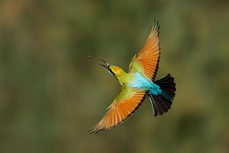 Rainbow Bee-eater in flight, a field photograph from the book