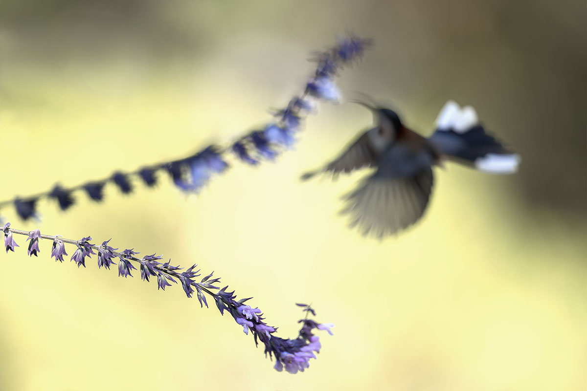 Honeyeater hovering at a flower, blurred because the camera focused on the flower