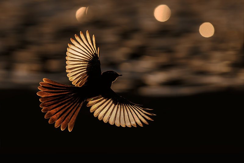 Willie Wagtail in flight, backlit by low morning sun, wings glowing