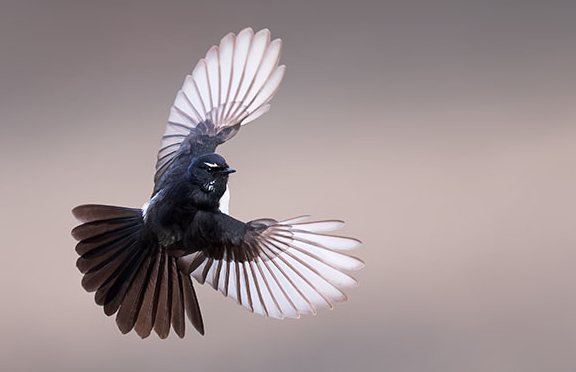 Willie Wagtail in flight in soft, overcast light